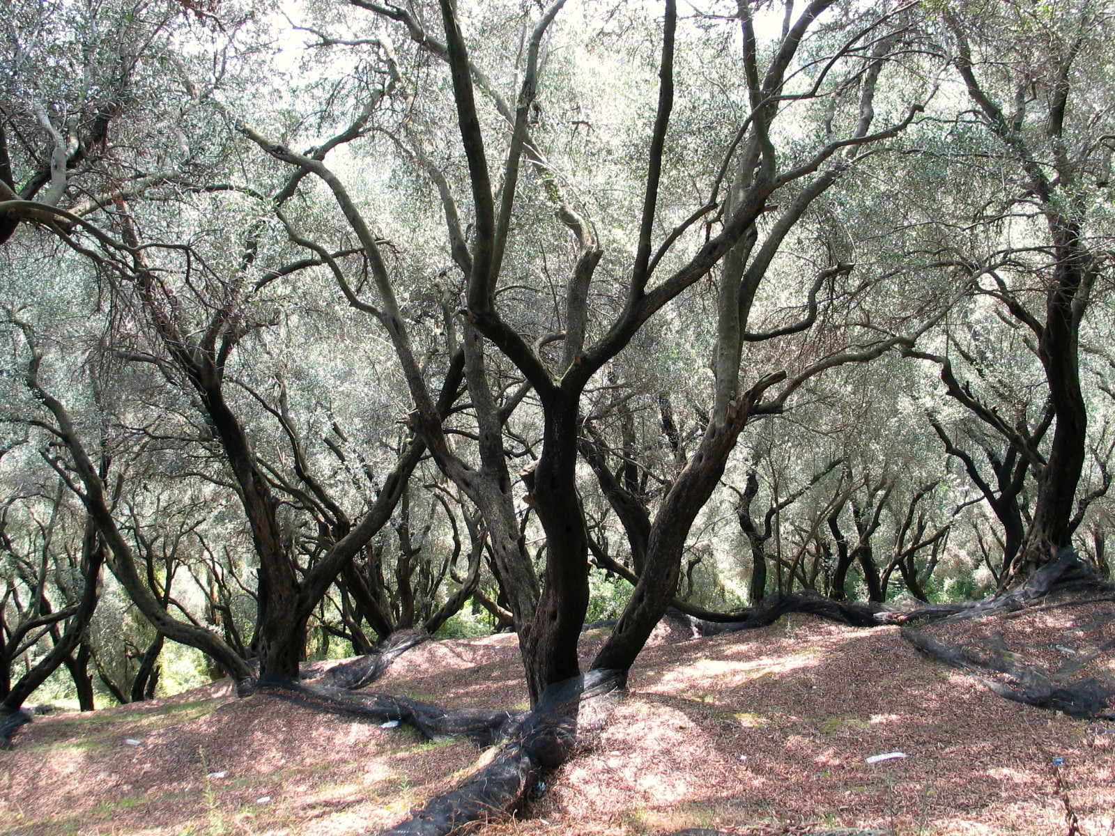Walking among the olive trees - Corfu - Greece