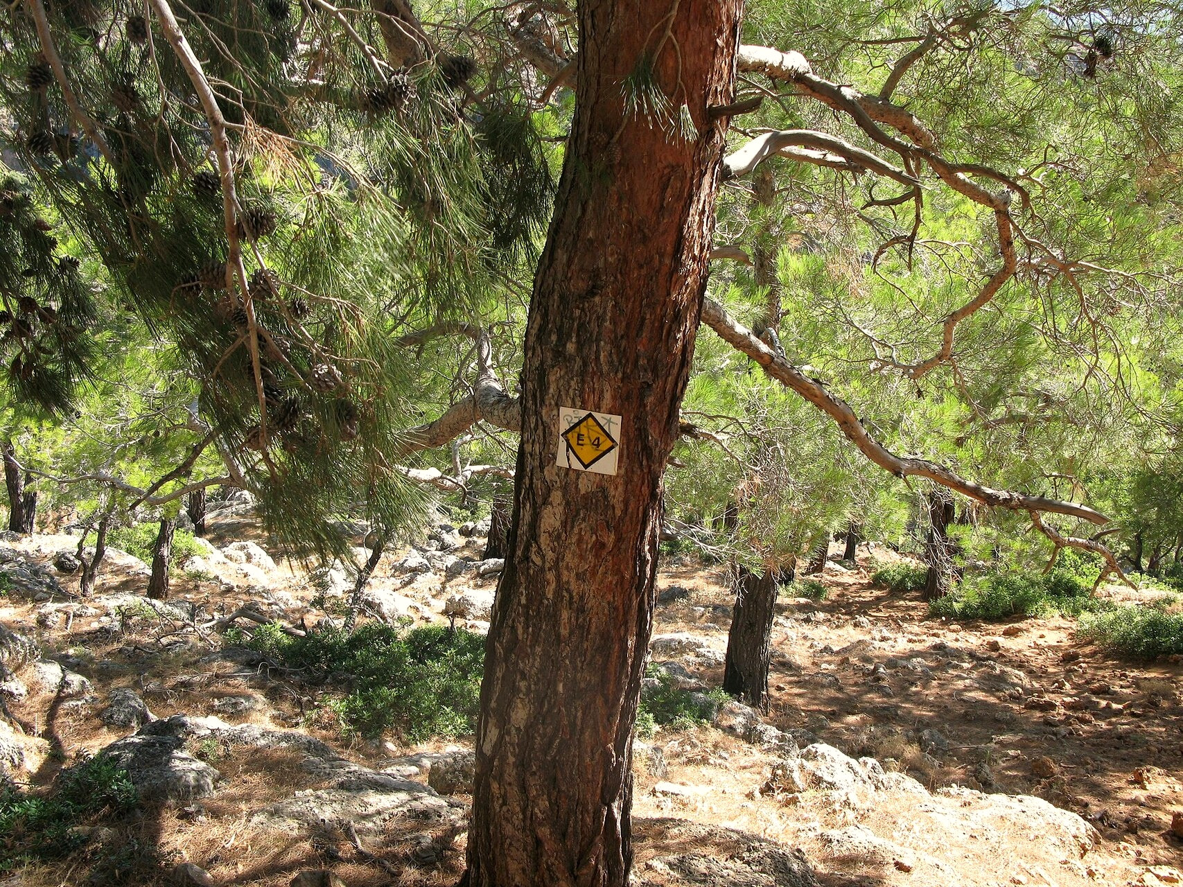 The E4 coastal path in the pine wood near Sougia - Crete - Greece © Lungo41 / Wikimedia (CC BY-SA 4.0)