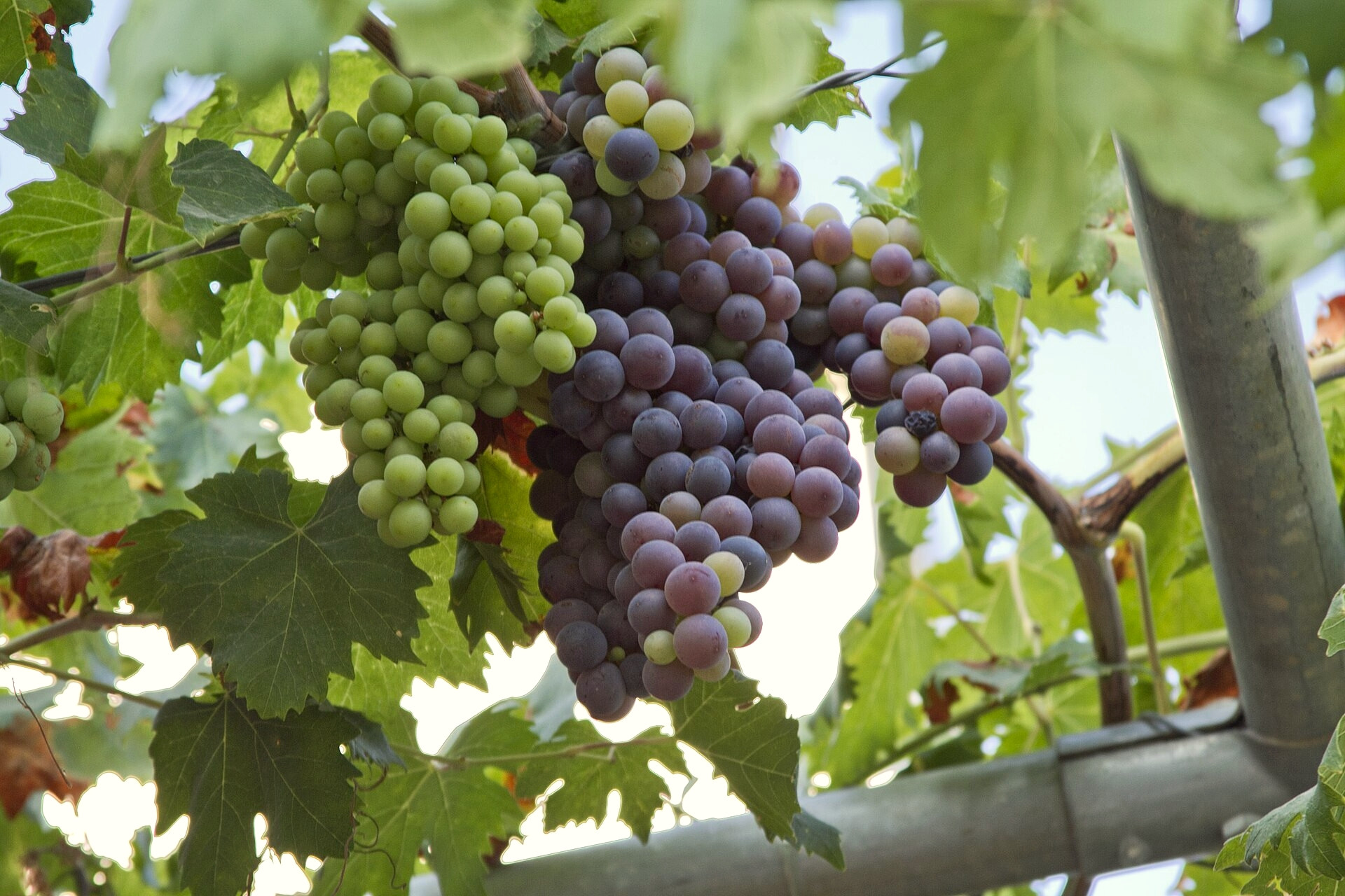 Ripe bunches of grapes on the vine - Georgioupoli, Crete - Greece © trolvag / Wikimedia (CC BY-SA 3.0)