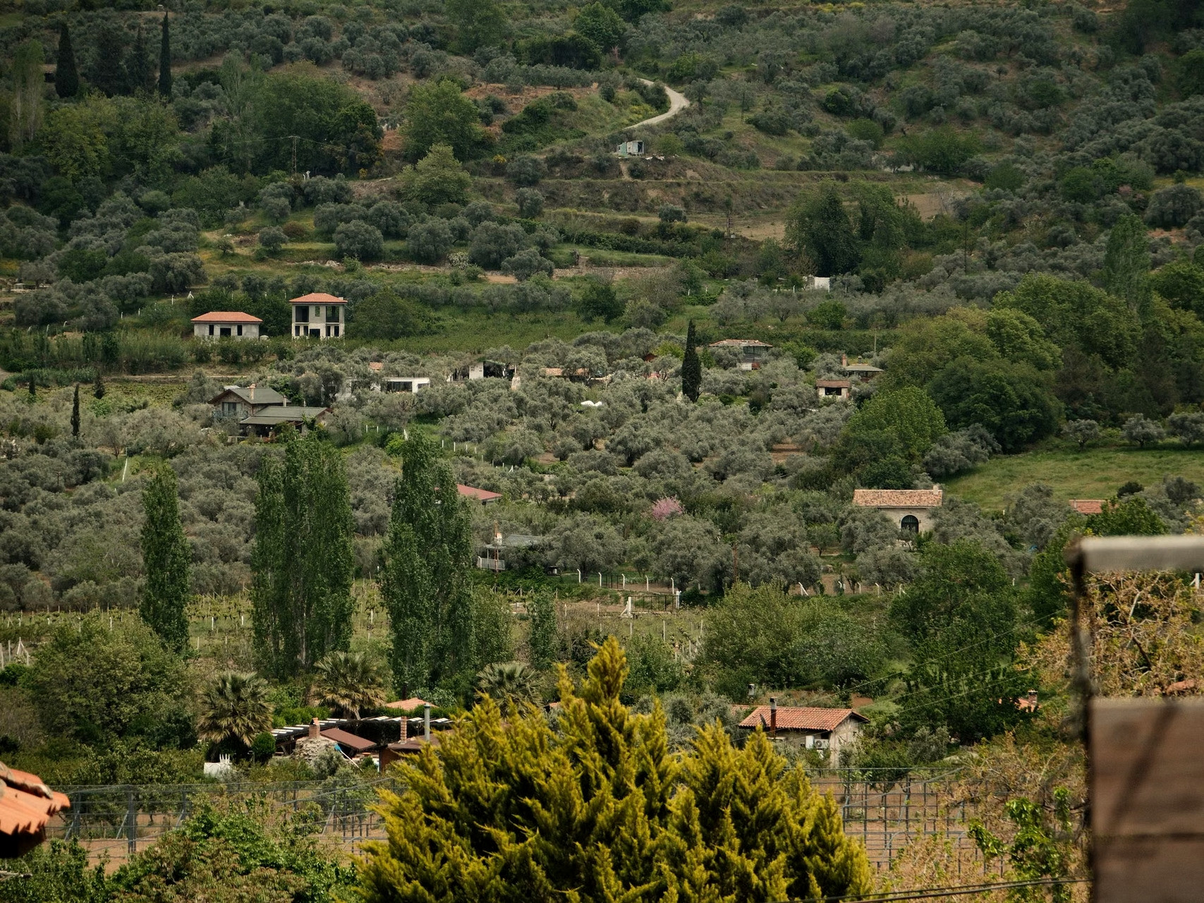 Green countryside and terraced olive groves - Greece