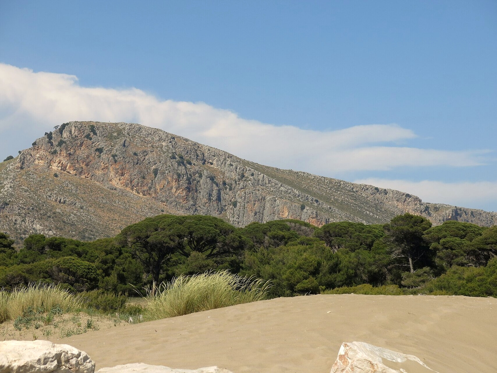The Strofylia pine wood above Kalogria beach - Achaea, Peloponnese - Greece © Leonidas Kourmadas / Wikimedia (CC BY-SA 4.0)