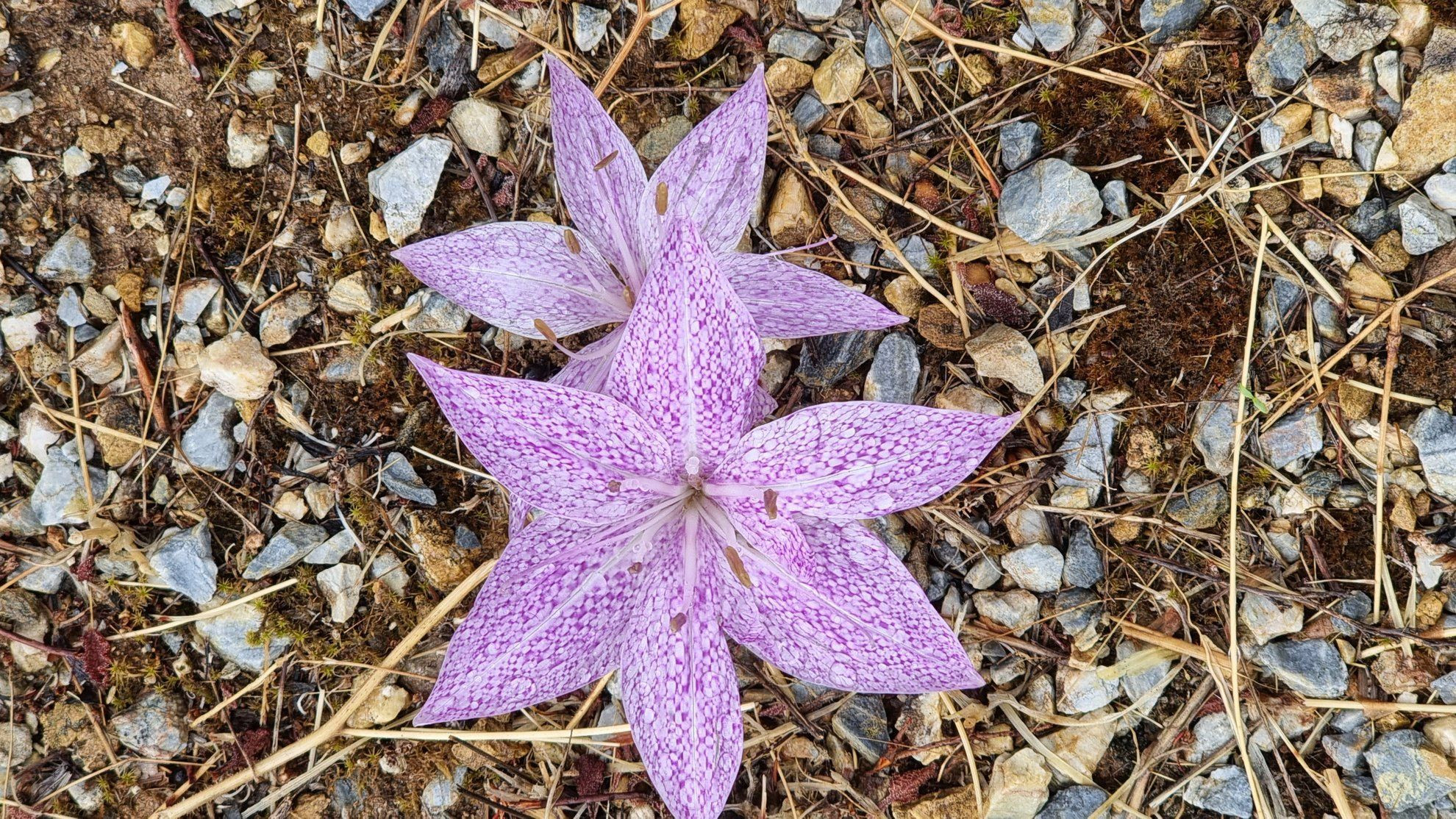 Colchicum variegatum, wildflower of Naxos - Cyclades © Anne-Marie Billault