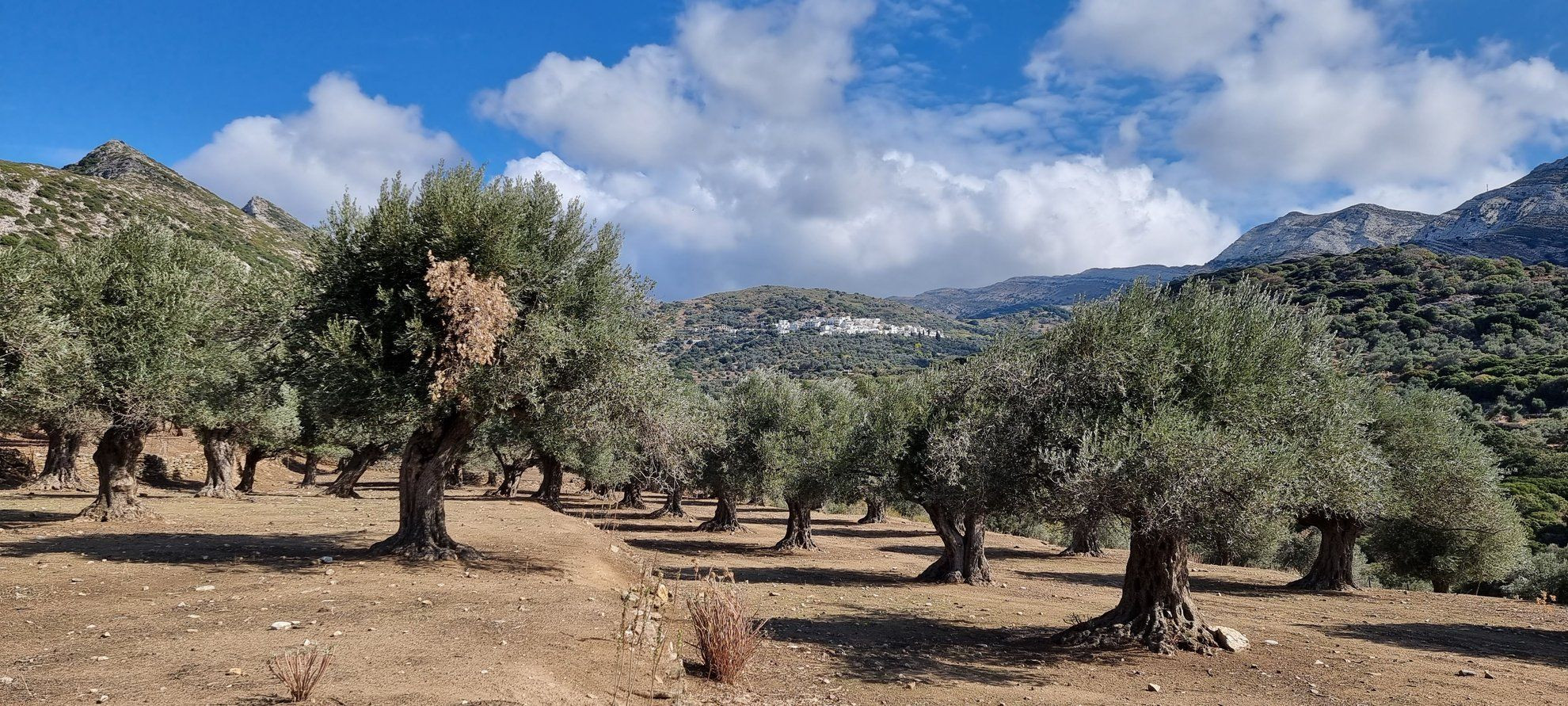 Thousand-year-old olive grove in the Tragea valley - Naxos - Greece
