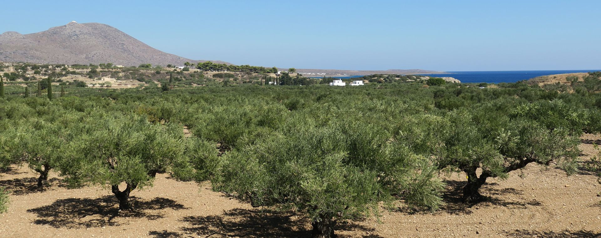 Oliviers centenaires de Paleopoli - Cythere - Grece