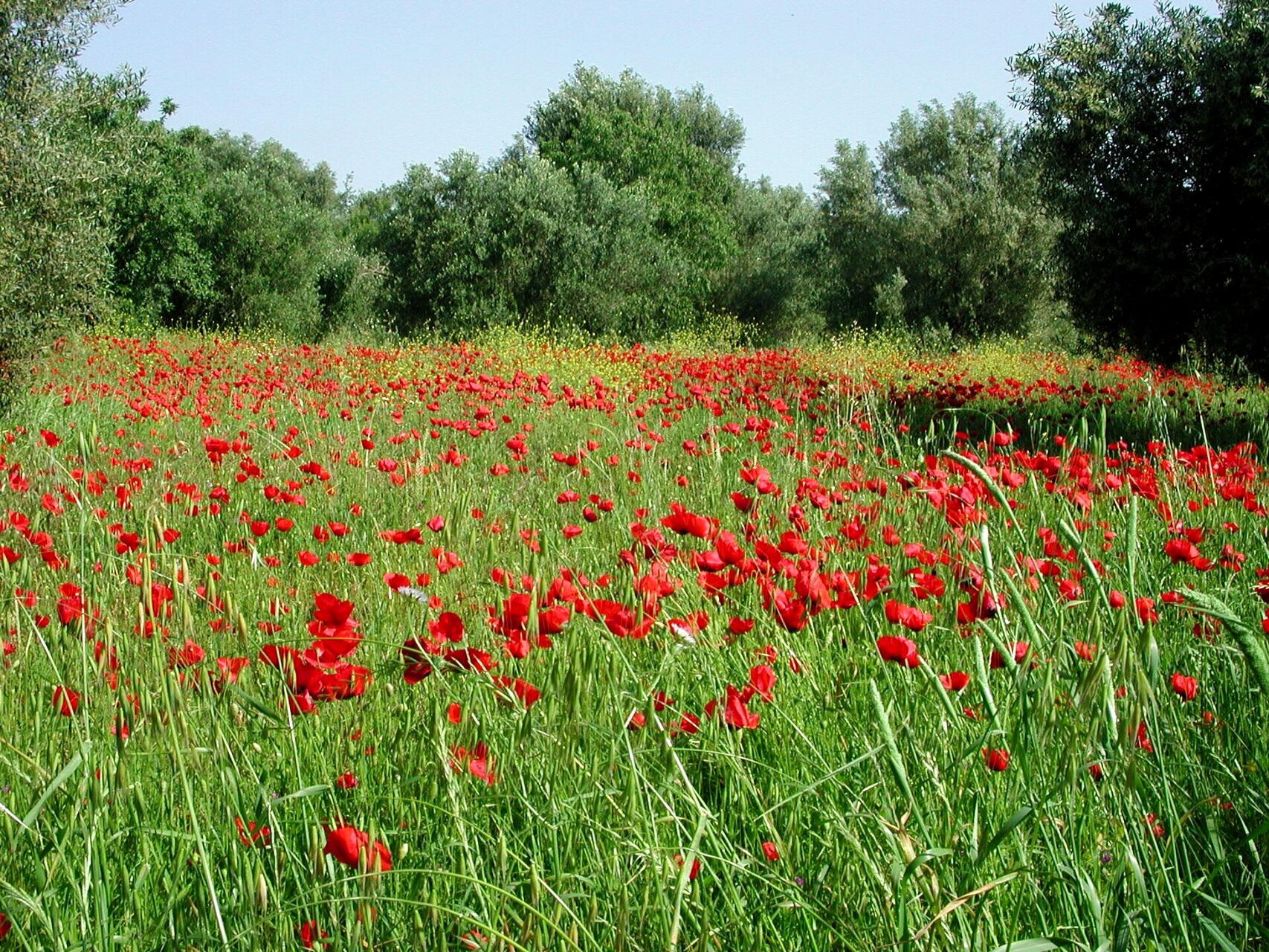 Field of poppies in spring on a Greek island - Greece © David James Ovens / Wikimedia (CC BY-SA 2.0)