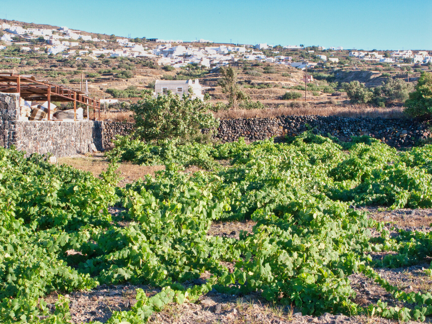 Assyrtiko vines woven into kouloura baskets - Santorini, Cyclades - Greece © Treephoto / Wikimedia (CC BY-SA 4.0)