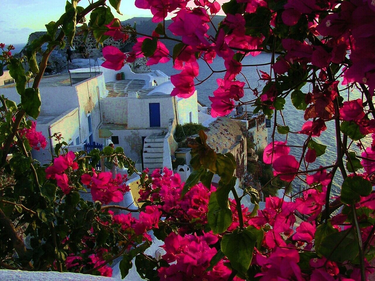 Bougainvillea in flower on the white houses - Santorini, Cyclades - Greece