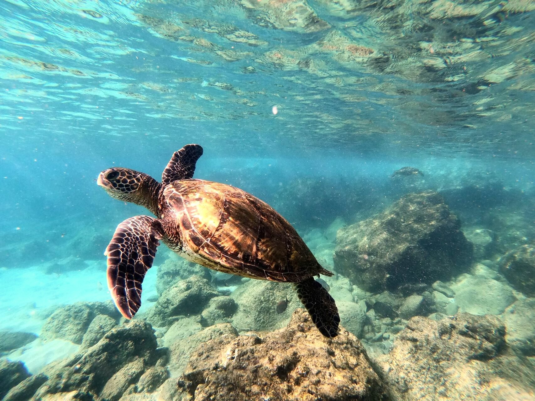 Sea turtle swimming in clear water above the rocks