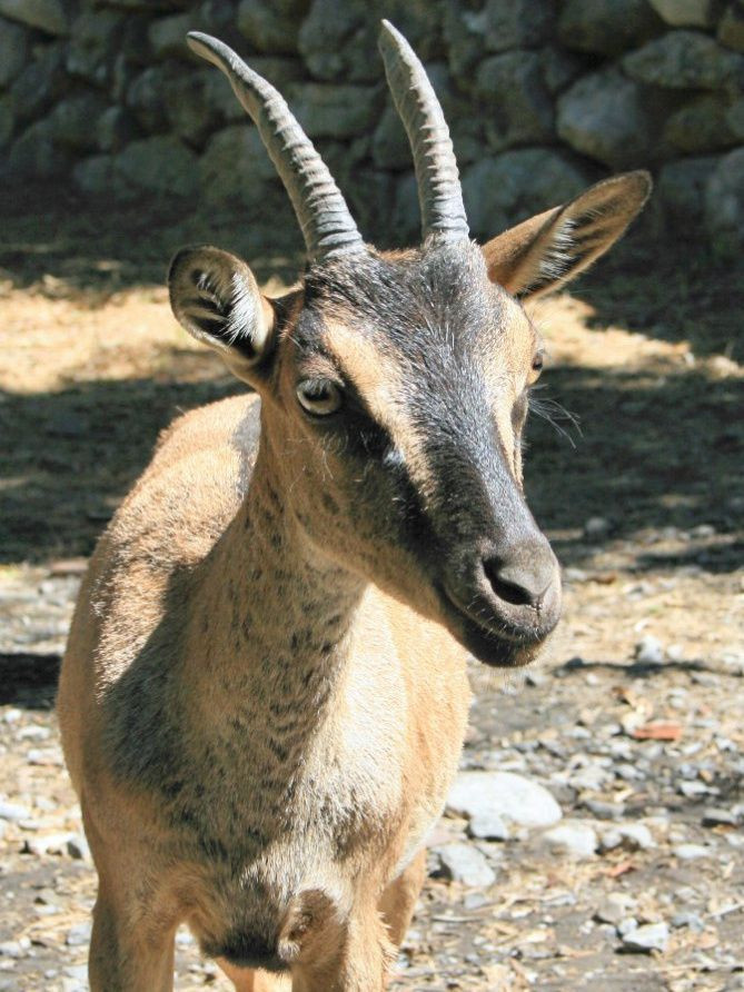 Young kri-kri, the wild goat of Crete, at the village of Samaria
